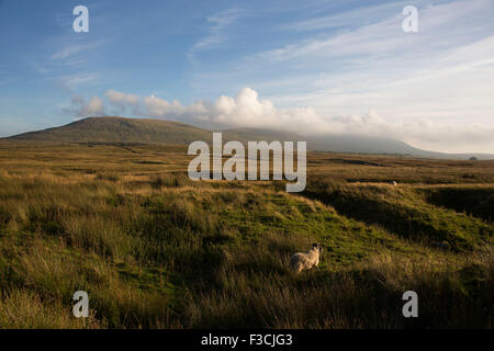 Ingleborough ist der zweite höchste Berg in den Yorkshire Dales, 723 m. Es ist eines der drei Zinnen Yorkshire. Stockfoto