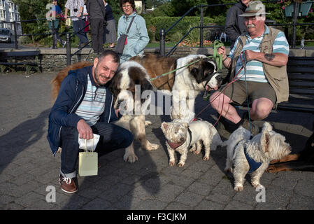 Hundewalker.Rrescue Center Besitzer, die eine Sammlung von Hunden in Bowness Cumbria England UK gehen. Stockfoto