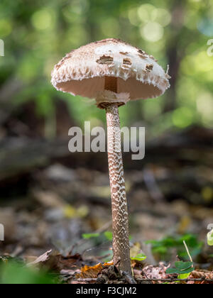 Parasol Pilz Pilzzucht im Wald Stockfoto