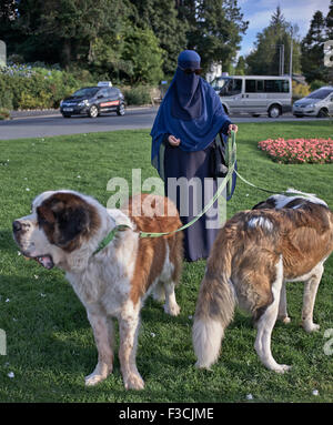 Dog Walker. Naher Osten muslimische Frau in Burka mit Bernhardiner. England UK. Stockfoto