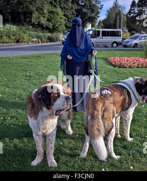 Dog Walker. Naher Osten muslimische Frau in Burka mit Bernhardiner. England UK. Stockfoto