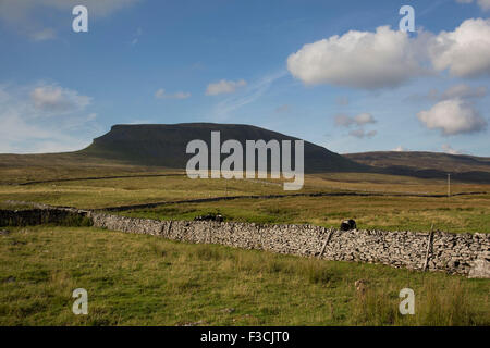 Pen-y-Gent oder Penyghent fielen in den Yorkshire Dales. Es ist eines der Yorkshire drei Zinnen und liegt etwa 3 Kilometer östlich von Horton in Ribblesdale. Dieser Felsvorsprung ist von weit her in den Dales, so dass es eines der bekanntesten Wahrzeichen in der Landschaft ganz ersichtlich. North Yorkshire, England, Vereinigtes Königreich. Stockfoto