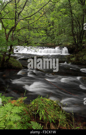 Colwith Force Wasserfälle auf dem Fluß Brathay bei Elterwater, wenig Langdale, Nationalpark Lake District, Cumbria, England Stockfoto