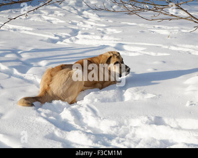 Spanische Dogge in Schneewehe Wintertag Stockfoto