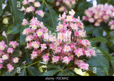 Aesculus Hippocastanum Blume. Rosskastanie Baum in Blüte. Stockfoto