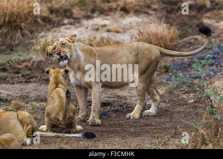 Indische Löwen Cub in einem spielerischen Aktion [Panthera Leo Persica] an der Gir Forest, Gujarat in Indien. Stockfoto