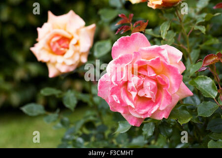 Rosa Belle Epoque "Fryyaboo" im Garten. Stockfoto