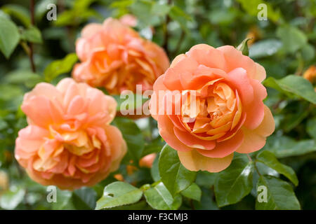 Rosa Pat Austin "Ausmum". Doppelte orange Rose. Stockfoto