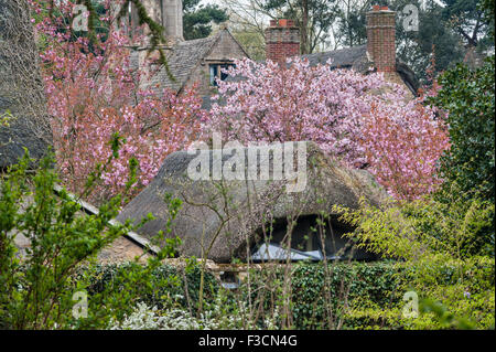 Hidcote Manor Garden, Gloucestershire, UK, gemacht von Lawrence Johnston im frühen 20 Jahrhundert. Ein Blick auf das Herrenhaus im Frühjahr Stockfoto