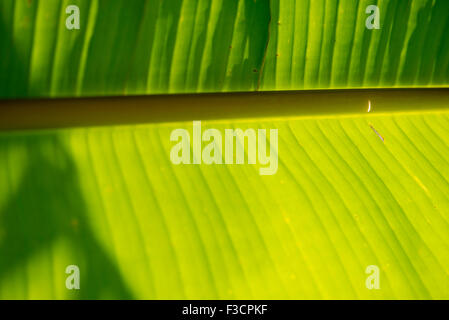 Bananenblatt, close-up Stockfoto