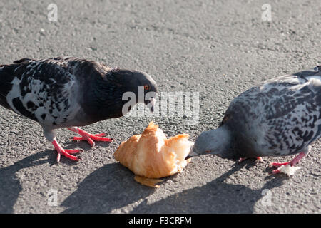 Zwei wilde Tauben (Columba Livia) Essen eine Croissant auf Beton. Stockfoto