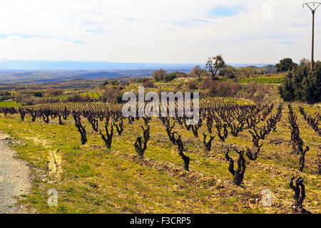 Bereich der Weinreben Vorfrühling im Ebro-Tal, Rioja, Spanien Stockfoto