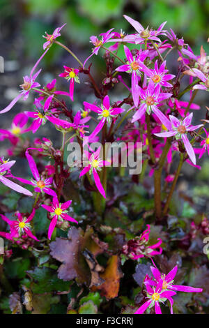 Nahaufnahme von der rosa Herbstblumen die Schatten tolerant mehrjährige, Saxifraga Fortunei "Cherry Pie" Stockfoto