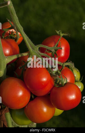 Moneymaker-Tomaten Stockfoto