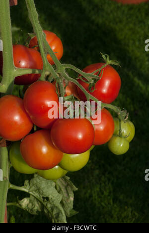 Moneymaker-Tomaten Stockfoto