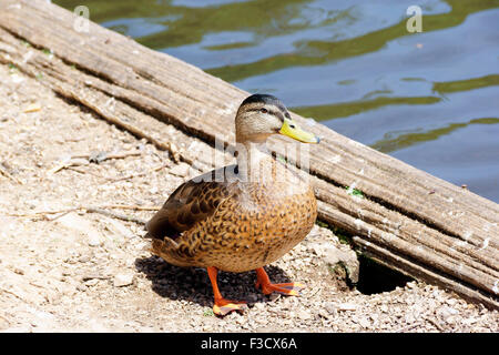 ENTE IN DER SONNE AUSRUHEN Stockfoto