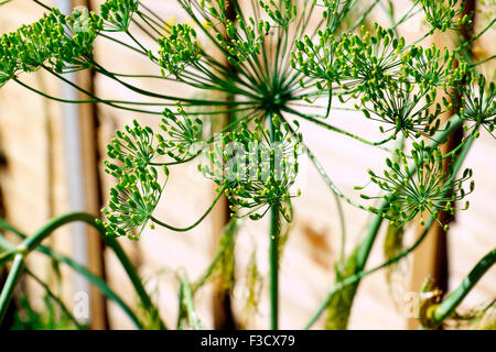 KRAUT, DILL Stockfoto