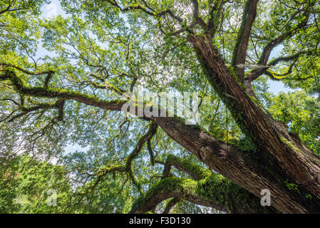 Große Live-Eiche dominiert eine Kleinstadt-Straße. Stockfoto