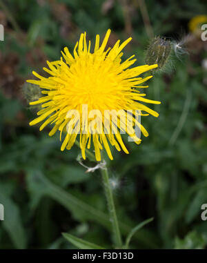 Mehrjährige Sow Thistle (Sonchus Arvensis) blüht im September in die Fenlands von Cambridgeshire Stockfoto