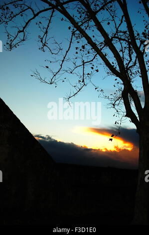 Foto von einem Silhouette Baum genommen im Jahr 2006 in das Dorf Almeirim, Zentrum von Portugal Stockfoto