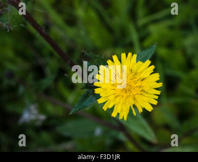 Mehrjährige Sow Thistle (Sonchus Arvensis) blüht im September in die Fenlands von Cambridgeshire Stockfoto