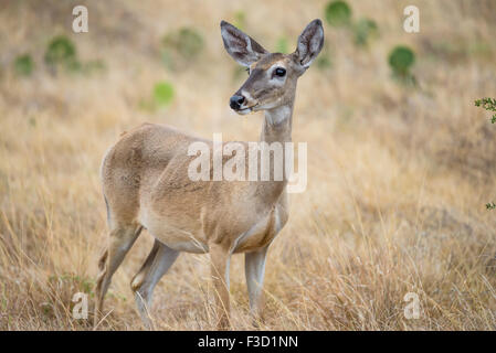 Wild South Texas White tailed Deer doe Stockfoto