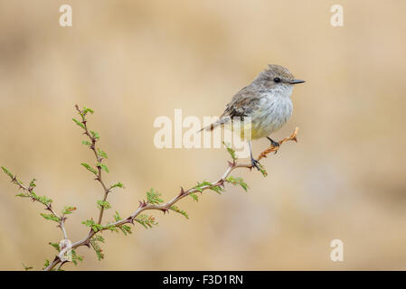 South Texas Vermilion Flycatcher weibliche sitzt auf einem Zweig Stockfoto