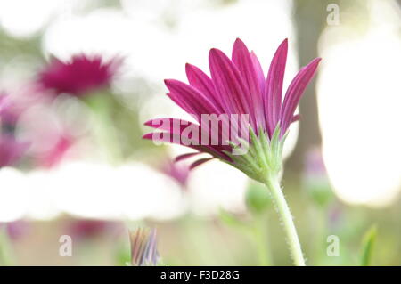 schöne Blume mit einem hellen Hintergrund Stockfoto