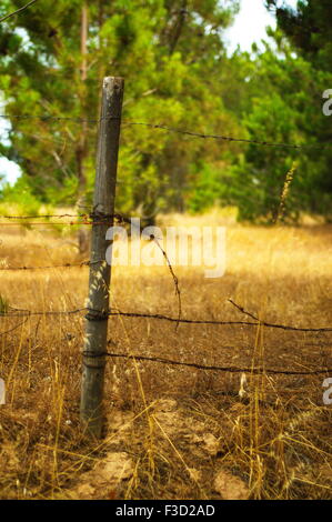 Kabelgebundene Zaun auf einem goldenen Feld und einem grünen Hintergrund Stockfoto