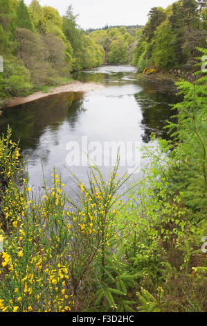 Der River Findhorn im Frühjahr in der Nähe von Logie Steading, Moray, Schottland. Stockfoto