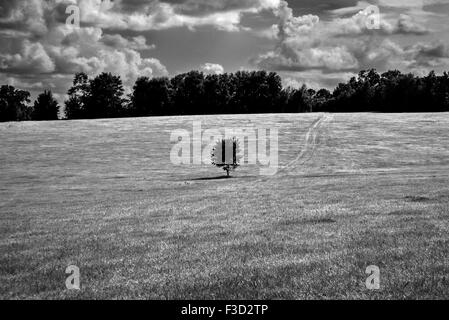 Einsamer Baum steht in einem Feld. Stockfoto