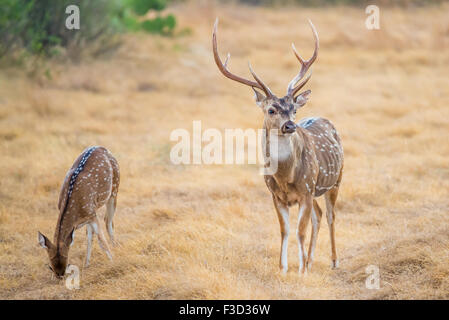 Wild Texas Südachse, Chital oder gefleckte Deer Buck. Stockfoto