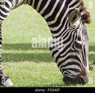 Die Nahaufnahme von der schönen Zebra Essen den Rasen Stockfoto