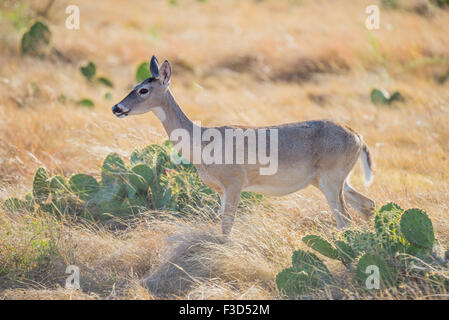 Wild South Texas Whitetail Deer Doe stehen auf der linken Seite Stockfoto