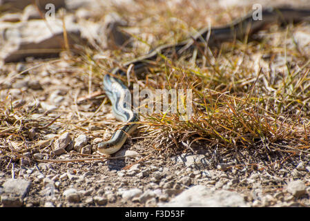 Wild South Texas Garter Snake glitt durch den Rasen Stockfoto