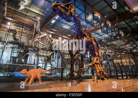 Montiert Iguanodon Skelette im königlichen belgischen Institut für Naturwissenschaften / Museum of Natural History, Brüssel, Belgien Stockfoto