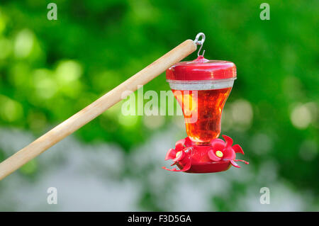 Hummingbird Feeder von Baum Post hängen. Stockfoto