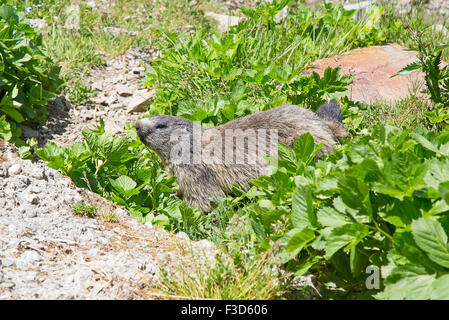 Europäischen alpinen Murmeltiere in freier Wildbahn Stockfoto