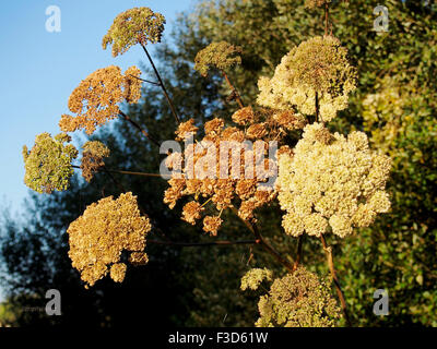 Bunter Herbst Samenköpfe des gemeinsamen Bärenklau (manchmal auch als Kuh Pastinake oder Kuh Unkraut) Stockfoto
