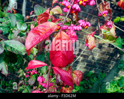 Euonymus Europaeus (europäischer Spindel, Spindel, gemeinsamen Spindel) Herbstlaub und platzende Samenkapseln. Stockfoto