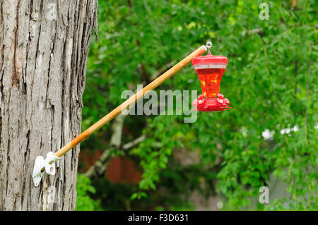 Hummingbird Feeder von Baum Post hängen. Stockfoto