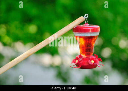 Hummingbird Feeder von Baum Post hängen. Stockfoto