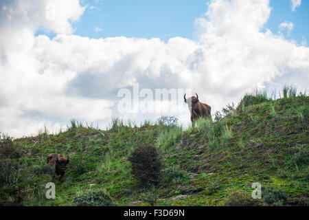 Wisent mit Blick auf die Dünen in Zandvoort Niederlande Stockfoto