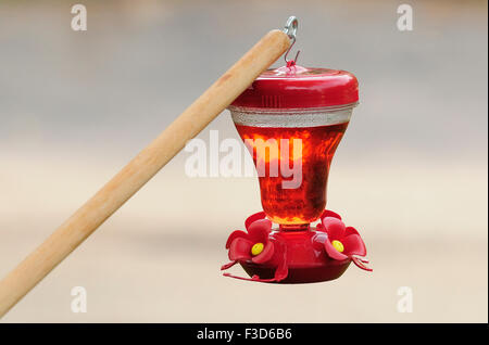 Hummingbird Feeder von Baum Post hängen. Stockfoto