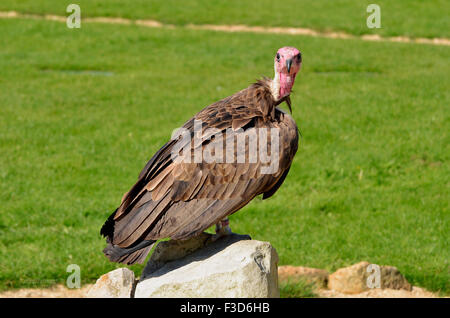 Ein gefangen mit Kapuze Geier Necrosyrtes Monachus, einem typischen Geier mit einer rosa Glatze, grauen Kapuze und braune Gefieder. Stockfoto