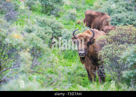 Wisent Blick hinter die Büsche in den Dünen von Zandvoort Niederlande Stockfoto