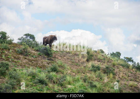 Wisent mit Blick auf de Dünen in Zandvoort Niederlande Stockfoto