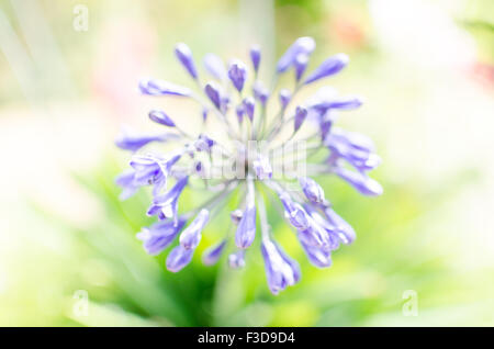 Lila Agapanthus auf einem unscharfen Hintergrund Garten Stockfoto