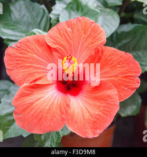 Roter Hibiskus Closeup mit gelben Blütenstempel Stockfoto