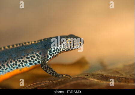 Bergmolch (Ichthyosaura Alpestris) Stockfoto